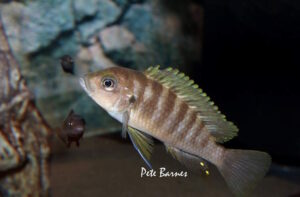 Cynotilapia sp.'lion ntekete' Liwani