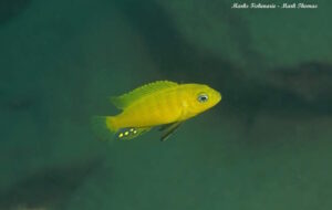 Cynotilapia sp.'lion ntekete' Liwani