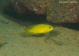 Cynotilapia sp.'lion ntekete' Liwani
