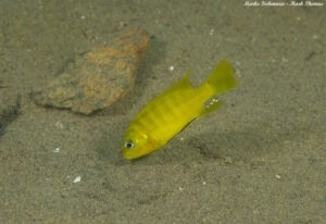 Cynotilapia sp.'lion ntekete' Liwani
