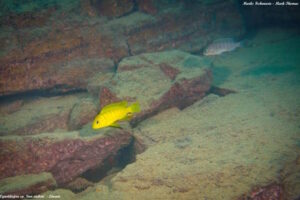 Cynotilapia sp.'lion ntekete' Liwani