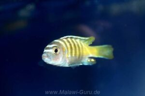 Cynotilapia sp. 'lion ntekete' Malopa