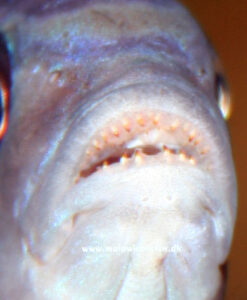 Cynotilapia sp. 'maleri' Mkondiwa Reef