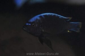 Cynotilapia sp. 'maleri' Maleri Island Cynotilapia sp. 'maleri' Maleri Island