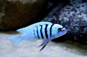 Cynotilapia