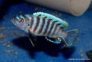 Cynotilapia zebroides Arten