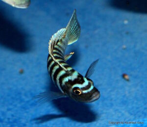 Cynotilapia zebroides 'Border'