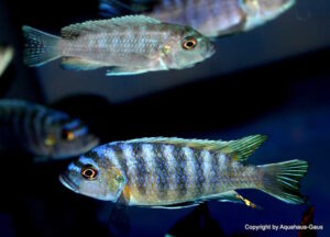 Cynotilapia zebroides 'Border'
