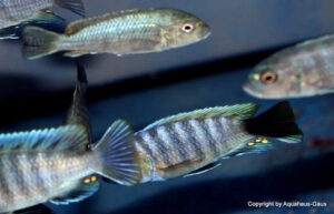 Cynotilapia zebroides 'Border'