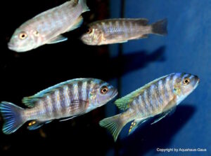 Cynotilapia zebroides 'Border'