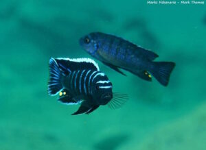 Cynotilapia zebroides 'Cape Kaiser'