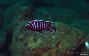 Cynotilapia zebroides 'Cape Kaiser'
