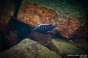 Cynotilapia zebroides 'Cape Kaiser'