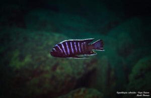 Cynotilapia zebroides 'Cape Kaiser'