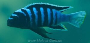 Cynotilapia zebroides 'Chadagha'