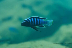 Cynotilapia zebroides 'Chadagha'