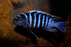 Cynotilapia zebroides 'Charo'