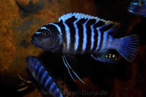 Cynotilapia zebroides 'Charo'