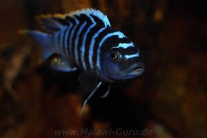 Cynotilapia zebroides 'Charo'