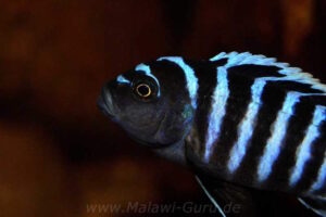 Cynotilapia zebroides 'Charo'