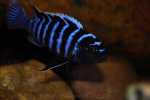 Cynotilapia zebroides 'Charo'