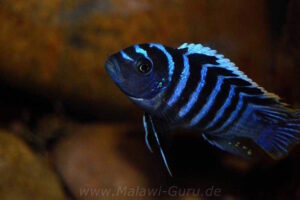 Cynotilapia zebroides 'Charo'