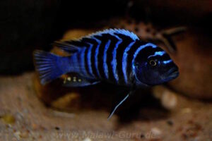 Cynotilapia zebroides 'Charo'