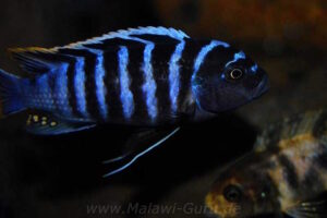 Cynotilapia zebroides 'Charo'