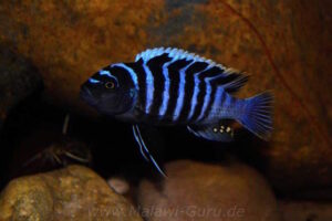 Cynotilapia zebroides 'Charo'