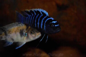 Cynotilapia zebroides 'Charo'