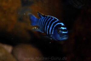 Cynotilapia zebroides 'Charo'