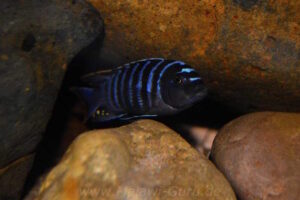 Cynotilapia zebroides 'Charo'