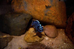 Cynotilapia zebroides 'Charo'