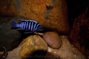 Cynotilapia zebroides 'Charo'