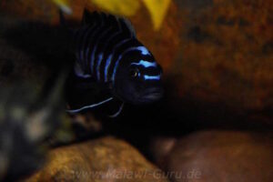 Cynotilapia zebroides 'Charo'