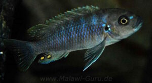 Cynotilapia zebroides 'Charo'