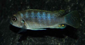 Cynotilapia zebroides 'Charo'