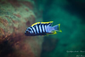 Cynotilapia zebroides 'Chewere'