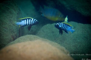 Cynotilapia zebroides 'Chewere'