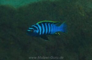 Cynotilapia zebroides 'Chewere'