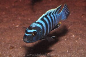 Cynotilapia zebroides Arten