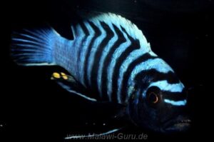 Cynotilapia zebroides 'Chitande Island'