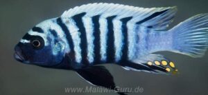 Cynotilapia zebroides 'Chitende Cove'