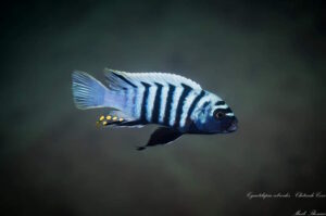 Cynotilapia zebroides 'Chitende Cove'