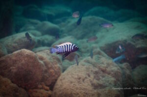 Cynotilapia zebroides 'Chitende Cove'