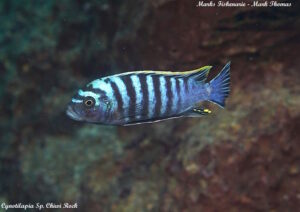Cynotilapia zebroides Arten