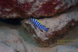 Cynotilapia zebroides 'Chiwi Rock'