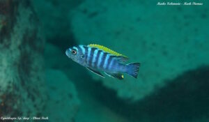 Cynotilapia zebroides 'Chiwi Rock'