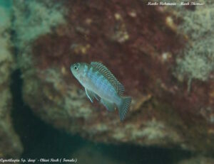 Cynotilapia zebroides 'Chiwi Rock'