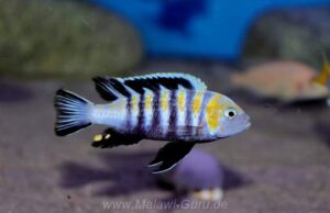 Cynotilapia zebroides 'Cobwe'